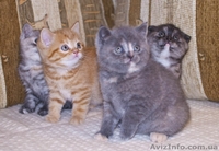 Шотландские котята (фолд и страйт) - <ro>Изображение</ro><ru>Изображение</ru> #1, <ru>Объявление</ru> #820025