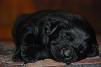 Щенки Лабрадора Salikasoul - <ro>Изображение</ro><ru>Изображение</ru> #6, <ru>Объявление</ru> #817413