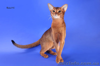 Абиссинские котята - американский тип, питомник Sunrise  - <ro>Изображение</ro><ru>Изображение</ru> #1, <ru>Объявление</ru> #816577