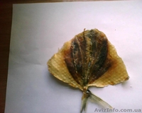 вяленая,копченая,свежемороженая рыба - <ro>Изображение</ro><ru>Изображение</ru> #4, <ru>Объявление</ru> #827754