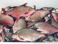 вяленая,копченая,свежемороженая рыба - <ro>Изображение</ro><ru>Изображение</ru> #5, <ru>Объявление</ru> #827754