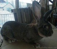 Кролики крупной породы - <ro>Изображение</ro><ru>Изображение</ru> #1, <ru>Объявление</ru> #832801