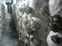 Продам действующий грибной бизнес. Сергей , 067-12-999-44 - <ro>Изображение</ro><ru>Изображение</ru> #1, <ru>Объявление</ru> #821189