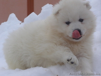 роскошные щенки самоеда  - <ro>Изображение</ro><ru>Изображение</ru> #2, <ru>Объявление</ru> #831890