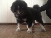 Продам элитного щенка тибетского мастифа - <ro>Изображение</ro><ru>Изображение</ru> #2, <ru>Объявление</ru> #818287