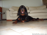 щенки шотландского сеттера - <ro>Изображение</ro><ru>Изображение</ru> #3, <ru>Объявление</ru> #815821