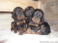 щенки шотландского сеттера - <ro>Изображение</ro><ru>Изображение</ru> #2, <ru>Объявление</ru> #815821