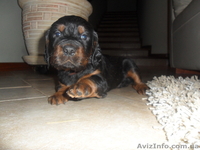 щенки шотландского сеттера - <ro>Изображение</ro><ru>Изображение</ru> #1, <ru>Объявление</ru> #815821