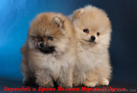 щенки померанского шпица, Тип ,,медвежонок,,Доставка по Украине - <ro>Изображение</ro><ru>Изображение</ru> #3, <ru>Объявление</ru> #437037