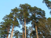 Земельные участки в с.Дмитровка Киевская обл. - <ro>Изображение</ro><ru>Изображение</ru> #3, <ru>Объявление</ru> #829720