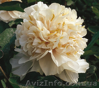 Древовидные пионы, пионы ИТО гибриды, травянистые пионы – более 70 сортов - <ro>Изображение</ro><ru>Изображение</ru> #9, <ru>Объявление</ru> #821613