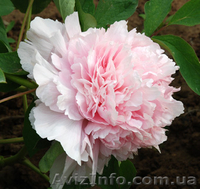 Древовидные и травянистые пионы, Ито гибриды – более 70 сортов - <ro>Изображение</ro><ru>Изображение</ru> #3, <ru>Объявление</ru> #826066