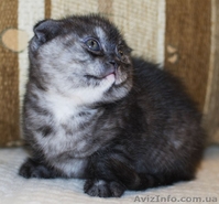 Шотландские котята (фолд и страйт) - <ro>Изображение</ro><ru>Изображение</ru> #3, <ru>Объявление</ru> #820025