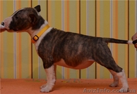 Миниатюрный  бультерьер - <ro>Изображение</ro><ru>Изображение</ru> #1, <ru>Объявление</ru> #835387