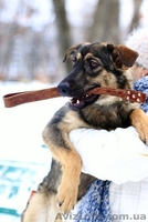 Отдам в хорошие руки собаку, метис немецкой овчарки, Айна, 12 мес. - <ro>Изображение</ro><ru>Изображение</ru> #1, <ru>Объявление</ru> #810251
