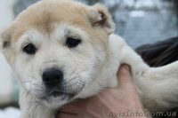 Продам очаровательных щенков кавказкой овчарки - <ro>Изображение</ro><ru>Изображение</ru> #1, <ru>Объявление</ru> #838269