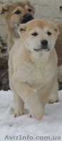 Продам очаровательных щенков кавказкой овчарки - <ro>Изображение</ro><ru>Изображение</ru> #2, <ru>Объявление</ru> #838269