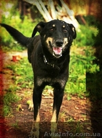 Особливий Друг шукає свою Сандру Баллок! - <ro>Изображение</ro><ru>Изображение</ru> #1, <ru>Объявление</ru> #842471