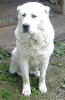 Предлагаю кабелей на вязку - <ro>Изображение</ro><ru>Изображение</ru> #2, <ru>Объявление</ru> #836770