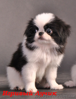 щенки японского хина - <ro>Изображение</ro><ru>Изображение</ru> #3, <ru>Объявление</ru> #322949