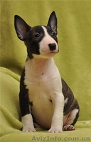 Миниатюрный  бультерьер - <ro>Изображение</ro><ru>Изображение</ru> #2, <ru>Объявление</ru> #835387