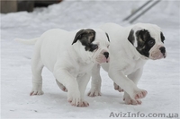 Настоящий американец - <ro>Изображение</ro><ru>Изображение</ru> #2, <ru>Объявление</ru> #835401