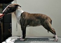 Предлагаются кпродаже щенки Миниатюрного Бультерьра.  - <ro>Изображение</ro><ru>Изображение</ru> #1, <ru>Объявление</ru> #798364