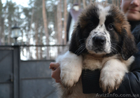 Щенки московской сторожевой! - <ro>Изображение</ro><ru>Изображение</ru> #4, <ru>Объявление</ru> #849663