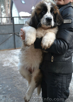 Щенки московской сторожевой! - <ro>Изображение</ro><ru>Изображение</ru> #2, <ru>Объявление</ru> #849663