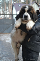 Щенки московской сторожевой! - <ro>Изображение</ro><ru>Изображение</ru> #3, <ru>Объявление</ru> #849663