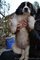 Щенки московской сторожевой! - <ro>Изображение</ro><ru>Изображение</ru> #8, <ru>Объявление</ru> #849663