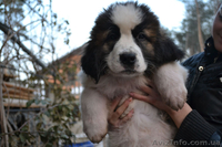 Щенки московской сторожевой! - <ro>Изображение</ro><ru>Изображение</ru> #5, <ru>Объявление</ru> #849663