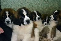 Щенки московской сторожевой! - <ro>Изображение</ro><ru>Изображение</ru> #1, <ru>Объявление</ru> #849663