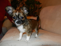 Красивые щенки чихуахуа - <ro>Изображение</ro><ru>Изображение</ru> #2, <ru>Объявление</ru> #836364
