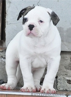 Настоящий американец - <ro>Изображение</ro><ru>Изображение</ru> #3, <ru>Объявление</ru> #835401