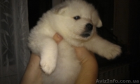 Белоснежные щенки самоеда - <ro>Изображение</ro><ru>Изображение</ru> #2, <ru>Объявление</ru> #836463