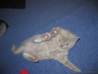 шотландские,лиловые котята с плюшевой шубкой - <ro>Изображение</ro><ru>Изображение</ru> #3, <ru>Объявление</ru> #834807