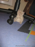 шотландские,лиловые котята с плюшевой шубкой - <ro>Изображение</ro><ru>Изображение</ru> #2, <ru>Объявление</ru> #834807