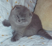 шотландские вислоушки и прямоушки - <ro>Изображение</ro><ru>Изображение</ru> #2, <ru>Объявление</ru> #837092