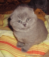 шотландские вислоушки и прямоушки - <ro>Изображение</ro><ru>Изображение</ru> #3, <ru>Объявление</ru> #837092