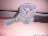 Вислоушки. - <ro>Изображение</ro><ru>Изображение</ru> #2, <ru>Объявление</ru> #553725