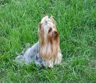 щенки йорка мальчик и девочка. - <ro>Изображение</ro><ru>Изображение</ru> #2, <ru>Объявление</ru> #850941