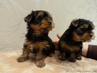 щенки йорка мальчик и девочка. - <ro>Изображение</ro><ru>Изображение</ru> #3, <ru>Объявление</ru> #850941