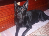 Щенки черной немецкой овчарки - <ro>Изображение</ro><ru>Изображение</ru> #1, <ru>Объявление</ru> #837804