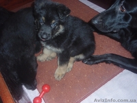 Щенки черной немецкой овчарки - <ro>Изображение</ro><ru>Изображение</ru> #2, <ru>Объявление</ru> #837804