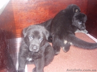 Щенки черной немецкой овчарки - <ro>Изображение</ro><ru>Изображение</ru> #3, <ru>Объявление</ru> #837804