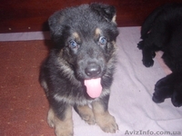 Щенки черной немецкой овчарки - <ro>Изображение</ro><ru>Изображение</ru> #4, <ru>Объявление</ru> #837804