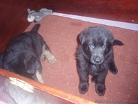 Щенки черной немецкой овчарки - <ro>Изображение</ro><ru>Изображение</ru> #6, <ru>Объявление</ru> #837804