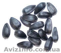 семена для посева, семена полевых и озимых культур - <ro>Изображение</ro><ru>Изображение</ru> #1, <ru>Объявление</ru> #842893