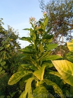 Семена сортового курительного табака - <ro>Изображение</ro><ru>Изображение</ru> #3, <ru>Объявление</ru> #844178